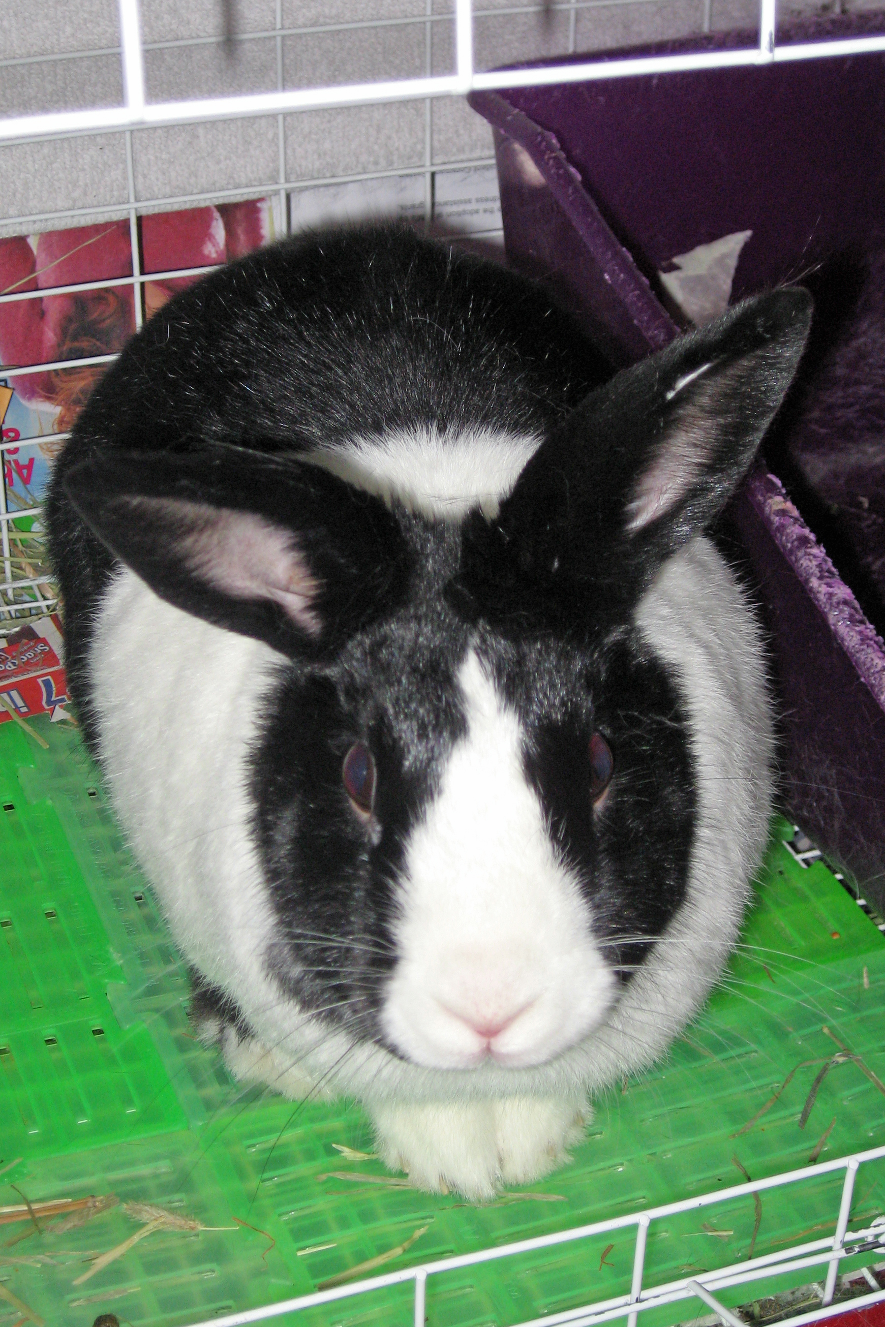 sammy2006.jpg